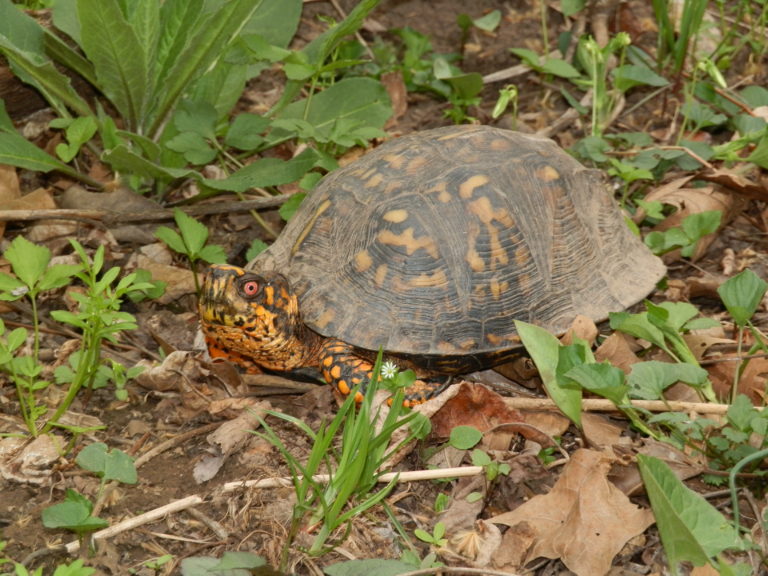 Warriors Path State Park - Hey Saxton